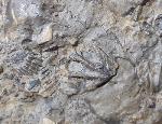 Tetractinella trigonella SCHLOTHEIM 1820 - Bild &copy; FossNet FossilienStore
